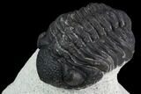 Bargain, Morocops Trilobite - Visible Eye Facets #120084-3